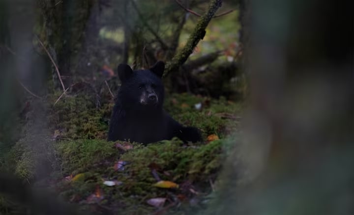 Sony A7R IIIa